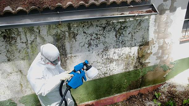 Top rated local Mold Testing specialists in Spencerville, MD